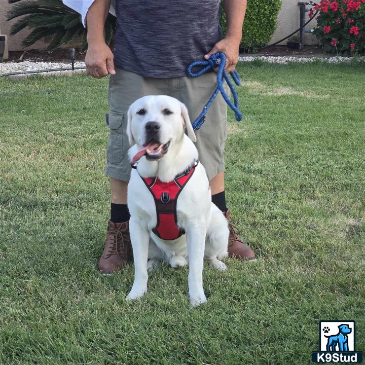 a labrador retriever dog wearing a harness
