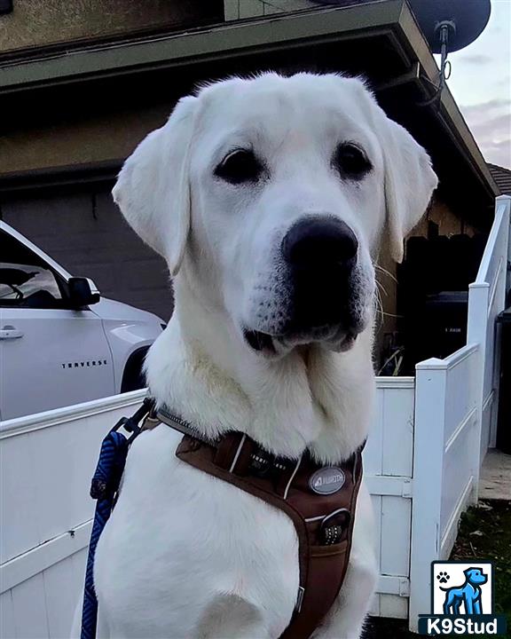 a labrador retriever dog with a harness
