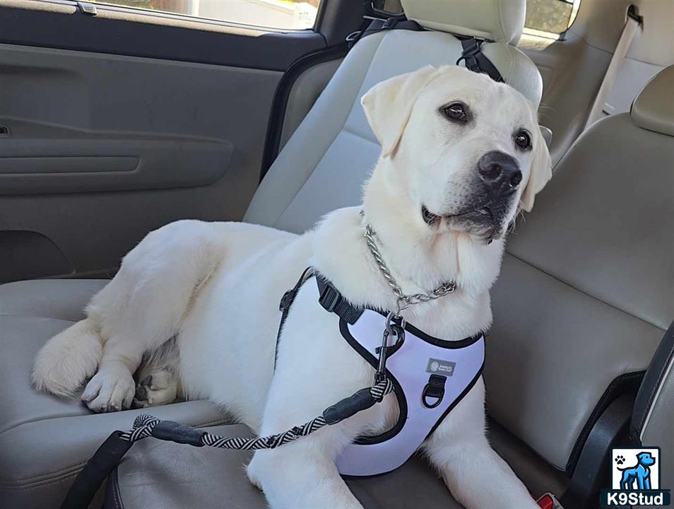 a labrador retriever dog sitting in a car