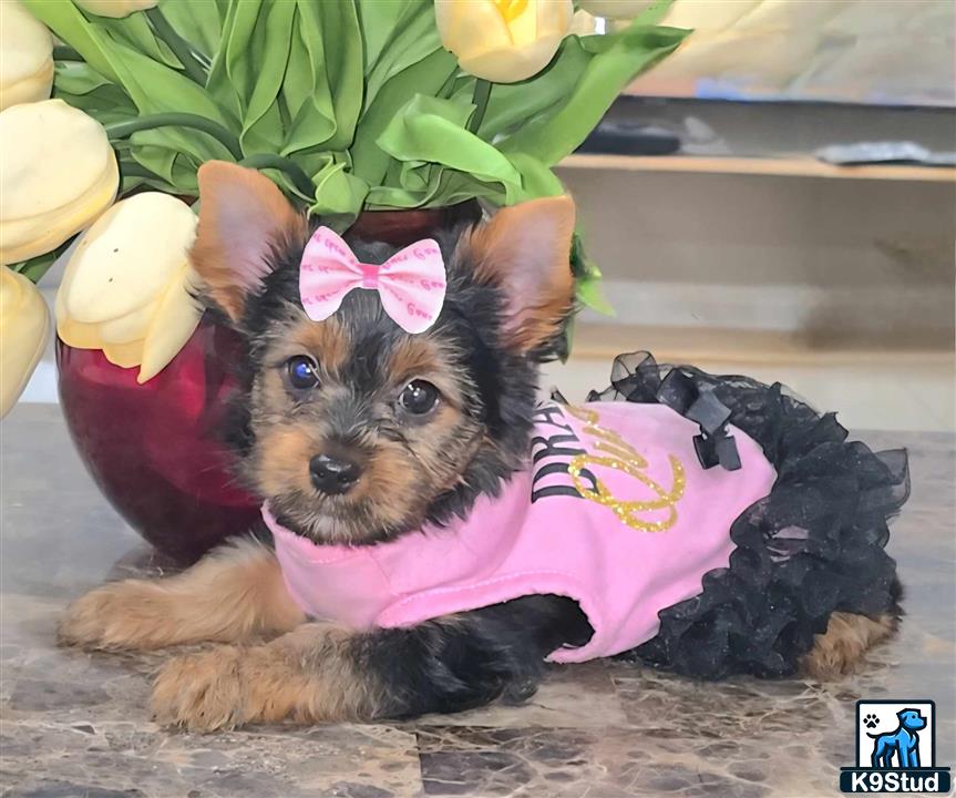 a yorkshire terrier dog wearing a garment