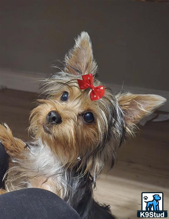 a yorkshire terrier dog with a red bow