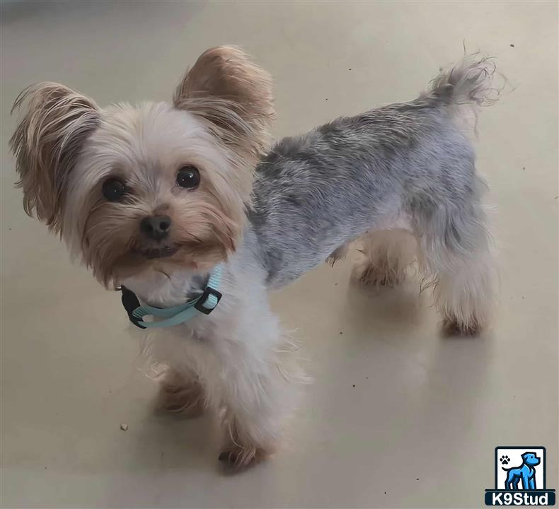 two yorkshire terrier dogs running on a white surface