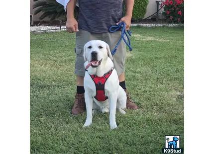 a labrador retriever dog wearing a harness