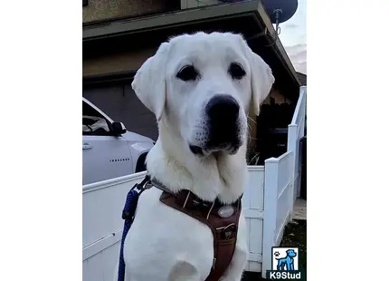 a labrador retriever dog with a harness