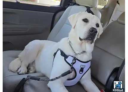 a labrador retriever dog sitting in a car