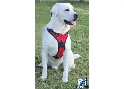 a labrador retriever dog sitting on grass