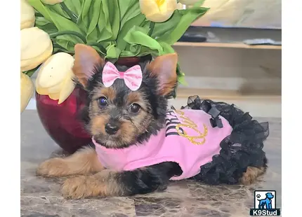 a yorkshire terrier dog wearing a garment