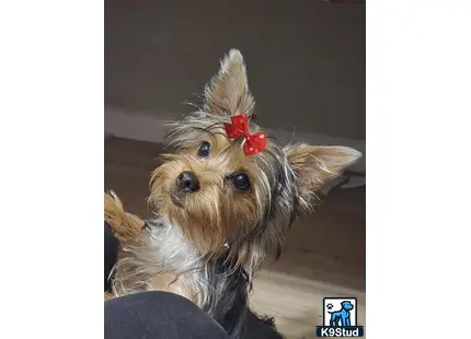 a yorkshire terrier dog with a red bow