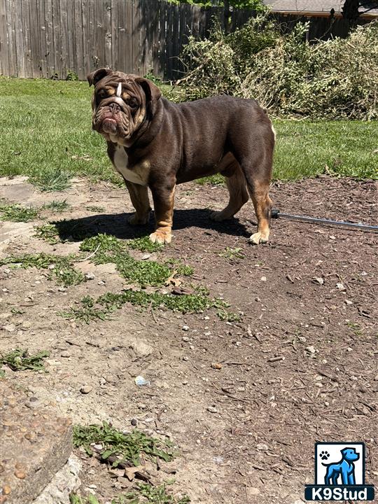 a english bulldog dog standing on dirt