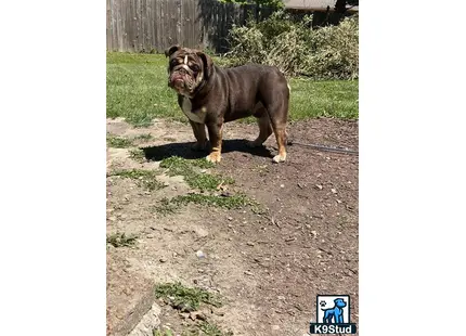 a english bulldog dog standing on dirt