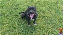 Staffordshire Bull Terrier