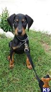 doberman pinscher puppy posted by mfelty