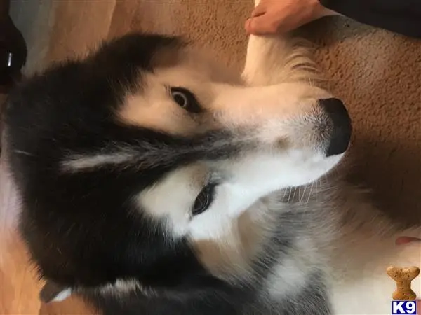 Siberian Husky