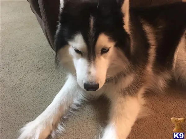 Siberian Husky stud dog