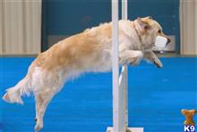 golden retriever puppy posted by mgi3641314