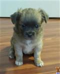 chihuahua puppy posted by mgodinez