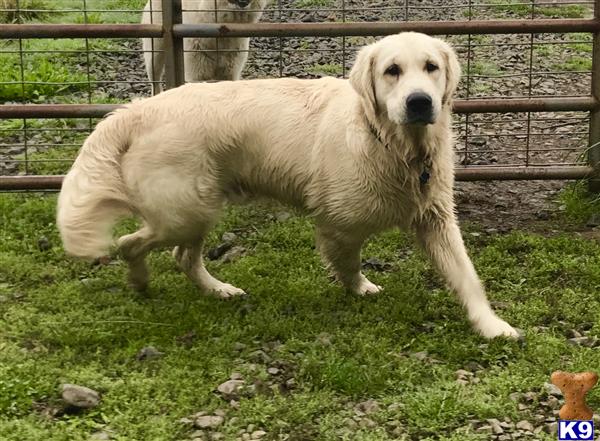a golden retriever dog standing in a grassy area