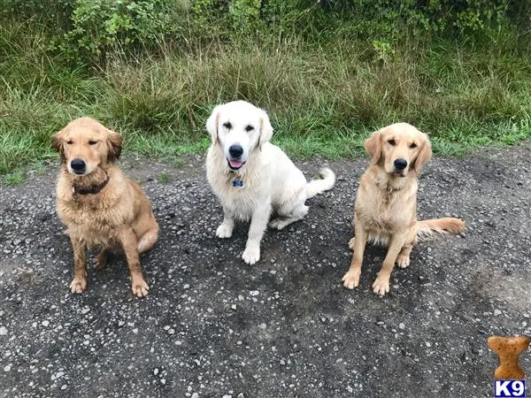 Golden Retriever stud dog