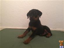 Rottweiler