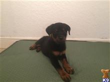 Rottweiler