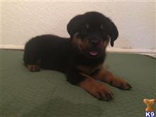 Rottweiler