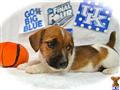 jack russell terrier puppy posted by mgosser