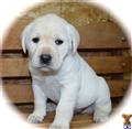 labrador retriever puppy posted by mgosser