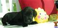 labrador retriever puppy posted by mgosser