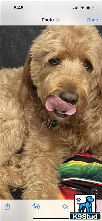 a goldendoodles dog with its tongue out