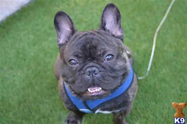 French Bulldog stud dog