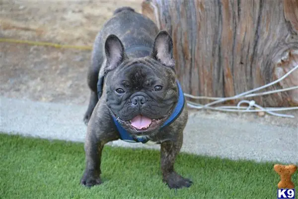 French Bulldog stud dog