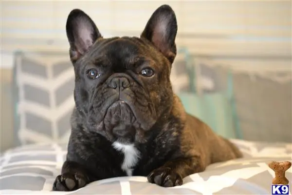 French Bulldog stud dog