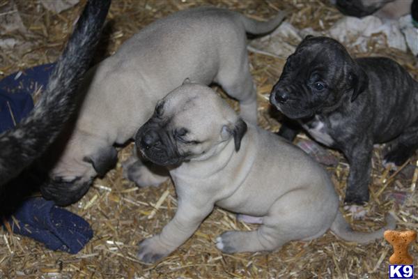presa canario puppies for sale in ga presa canario puppy for sale presa canario pups 7 years presa canario puppies for sale in ga presa canario puppy for sale presa canario pups 7 years