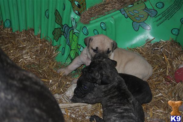 presa canario puppies for sale in ga presa canario puppy for sale presa canario pups 7 years presa canario puppies for sale in ga presa canario puppy for sale presa canario pups 7 years