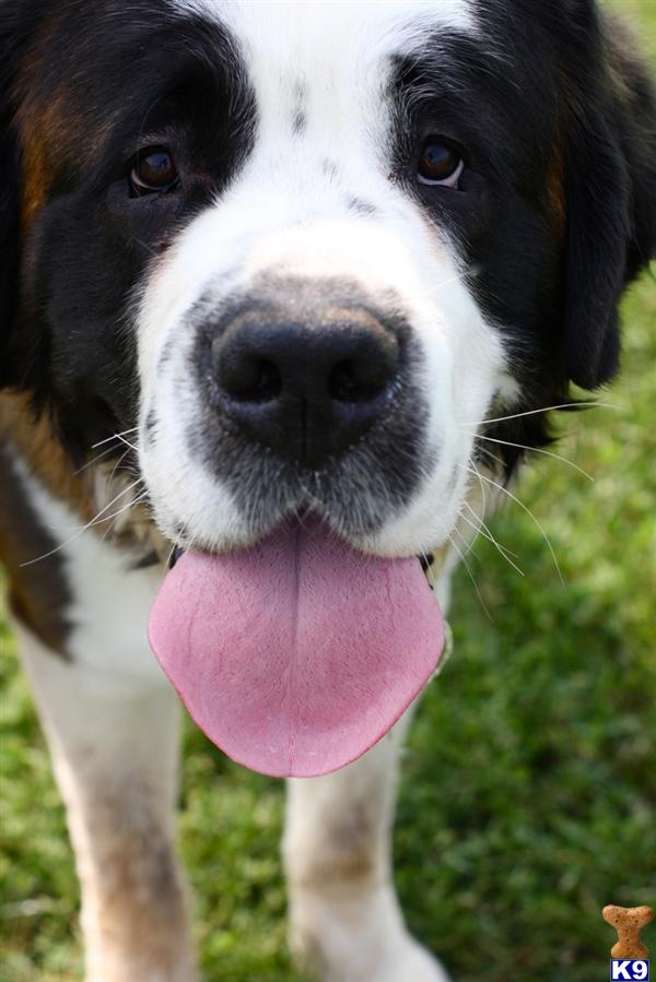 Saint Bernard stud dog