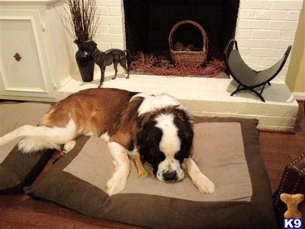 Saint Bernard stud dog