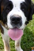 Saint Bernard stud dog: Close-up of a Saint Bernard with a black and white coat