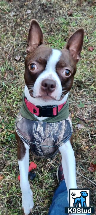 a boston terrier dog wearing a harness