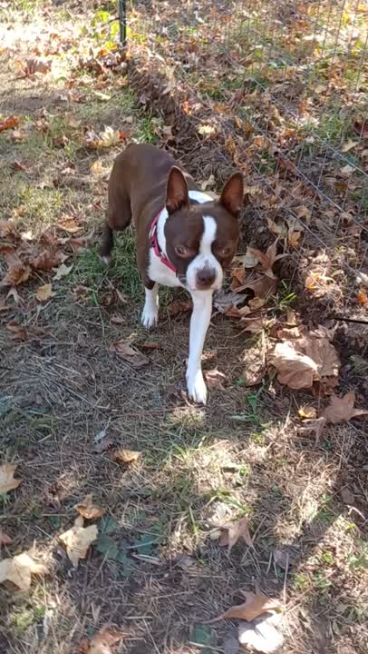 Boston Terrier stud dog: Error: Operation returned an invalid status code BadRequest<br/>Stack Trace:    at Microsoft.Azure.CognitiveServices.Vision.ComputerVision.ComputerVisionClient.<DescribeImageInStreamWithHttpMessagesAsync>d__41.MoveNext()
--- End of stack t