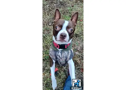 a boston terrier dog wearing a harness