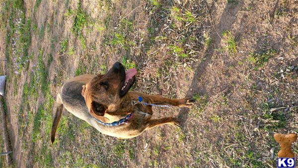 Mixed Breed dog