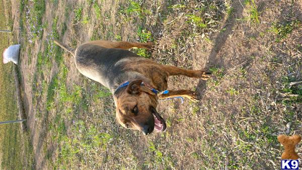 Mixed Breed dog