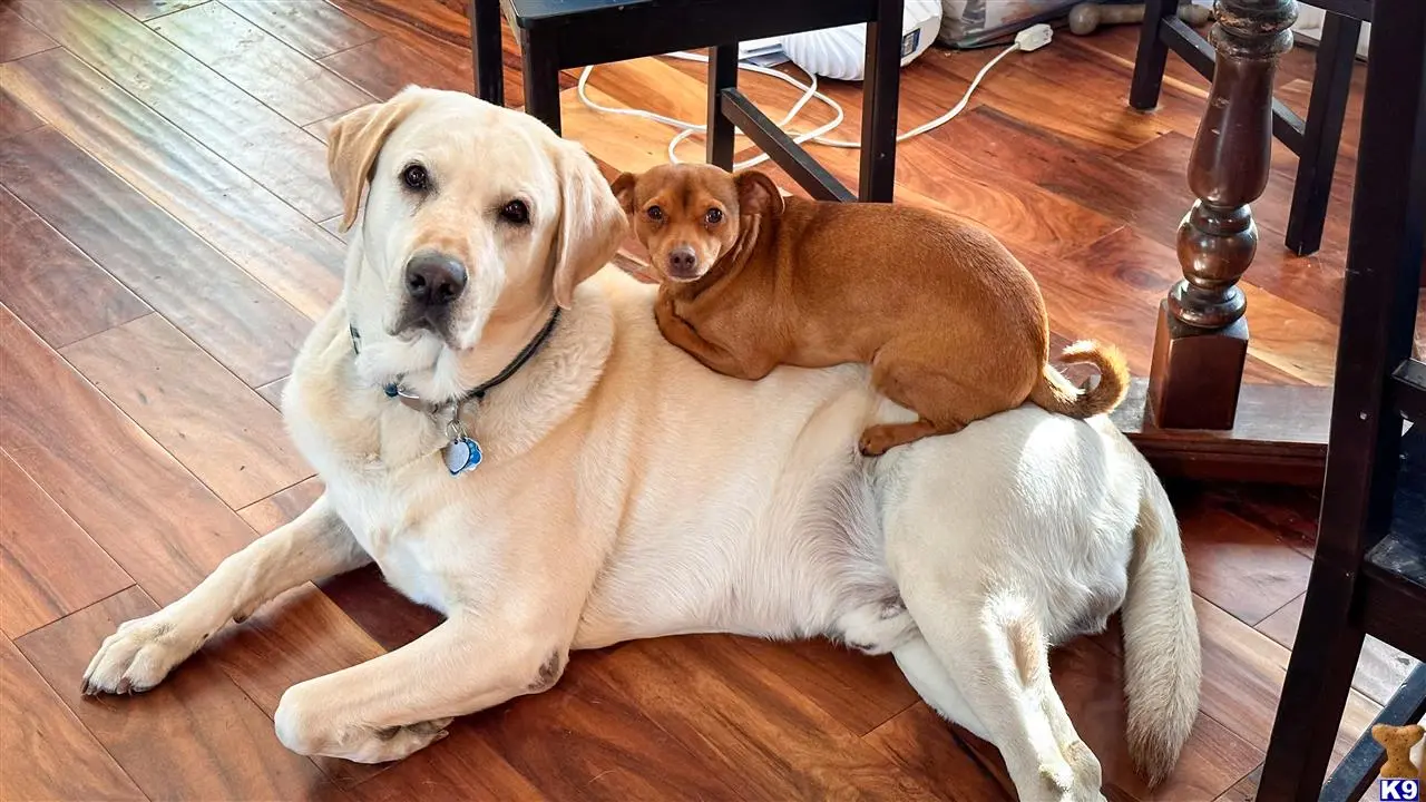 Labrador Retriever stud dog