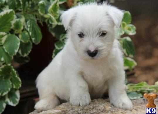 Mixed Breed Dogs For Sale Denver Mixed Breed Dogs For Sale Denver