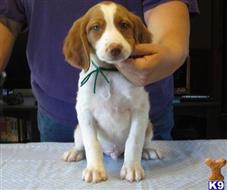brittany puppy posted by miabrayden4