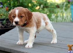 brittany puppy posted by miabrayden4