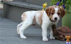 brittany puppy posted by miabrayden4