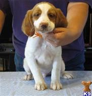 brittany puppy posted by miabrayden4