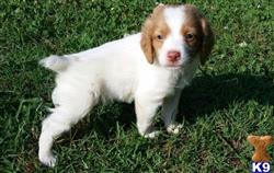 brittany puppy posted by miabrayden4