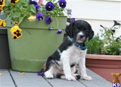 brittany puppy posted by miabrayden4